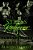 Stress Reliever 2: Bad Intentions-.. - Imagem 1