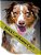 Dogs!!:... Of Kansas City-.. - Imagem 1