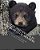 Fuzzy And Snuggles Our Bear Club Members: Boys Lets Go Camping-.. - Imagem 1