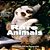 Rare Animals-.. - Imagem 1