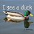 I See A Duck: At Discovery Lake In San Marcos-.. - Imagem 1