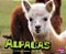 Alpacas-.. - Imagem 1