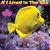 If I Lived In The Sea-.. - Imagem 1