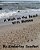 A Walk On The Beach With Momma-.. - Imagem 1