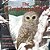 The Christmas Owl-.. - Imagem 1