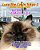Lucy The Cat In Tokyo 2 Bilingual Japanese - English-.. - Imagem 1
