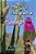 How Not To Photograph A Hummingbird-.. - Imagem 1