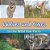 Wolves And Foxes In The Wild Fun Facts-.. - Imagem 1