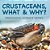 Crustaceans, What & Why?: Preschool Science Series-.. - Imagem 1