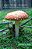 Place, Being, Resonance: A Critical Ecohermeneutic Approach To Education-.. - Imagem 1