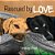 Rescued By Love: A Story About Dog Adoption-.. - Imagem 1