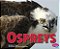 Ospreys-.. - Imagem 1