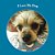 I Love My Dog-.. - Imagem 1