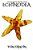 Echinodea-.. - Imagem 1