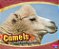 Camels - Asian Animals-.. - Imagem 1