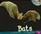 Bats - Nocturnal Animals-.. - Imagem 1