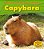 Capybara (A Day In The Life)-.. - Imagem 1