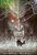 Batman - Arkham Asylum - 15Th Anniversary Edition-.. - Imagem 1