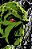 Absolute Swamp Thing By Len Wein And Bernie Wrightson-.. - Imagem 1