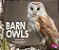 Barn Owls-.. - Imagem 1