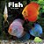 Fish-.. - Imagem 1