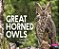 Great Horned Owls-.. - Imagem 1