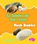 Lo Básico De Las Rocas/Rock Basics-.. - Imagem 1