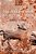 Polytheism And Society At Athens-.. - Imagem 1