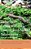 Behavioral Ecology Of The Eastern Red-Backed Salamander: 50 Years Of Research-.. - Imagem 1