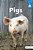 Pigs-.. - Imagem 1