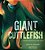 Giant Cuttlefish: Chameleon Of The Sea-.. - Imagem 1