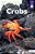 Crabs-.. - Imagem 1