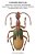 Carabid Beetles: Their Evolution, Natural History, And Classification-.. - Imagem 1