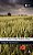 Hardy's Tess Of The D'Urbervilles: A Reader's Guide-.. - Imagem 1