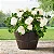 Vaso de planta Barril de Vinho de 22" da Member's Mark - Imagem 7
