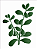 MOLDE VAZADO/ESTENCIL 15X20CM PLANTAS JADE - Imagem 2