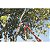 Tesourão de Poda Tipo Bypass Tramontina 78360/505 em Aço com Cabo de Madeira 60 cm - Imagem 5