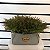 ARRANJO COM PICK VERDINHOS  VASO GARDEN - Imagem 1
