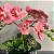 ARRANJO COM 3 MINI ORQUÍDEAS TOQUE REAL ROSA - Imagem 3