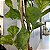 ARRANJO DE CHAO COM FOLHAGEM FICCUS 2.60M - Imagem 4
