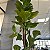 ARRANJO DE CHAO COM FOLHAGEM FICCUS 2.60M - Imagem 3
