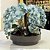 Arranjo de Orquidea Azul com Vaso em Ceramica Cinza 76x56cm - Imagem 1