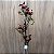 Haste Fruto da Roseira Desidratada 80cm - Imagem 3