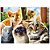 Puzzle Selfie Cats - 500 peças - Imagem 2