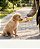Garrafa Bebedouro e Comedouro Portátil com corda para Pets - Imagem 8