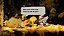 Mad Rat Dead PS4 EUR Midia Fisica - Imagem 2