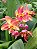 Spathoglottis Tropical Punch - Imagem 1