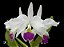 Cattleya Warneri Semi Alba x Cattleya Warneri Semi Alba Orlata - Imagem 1