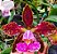 Cattleya Schilleriana L. F. Dioremar x Labelão - Imagem 1