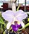 Cattleya Lueddemanniana Coerluea x Self - Imagem 1